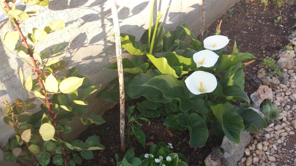 Apartments Vidovic Vodice Room photo